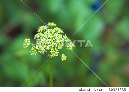 Parsley flower buds Parsley flower buds 80321588