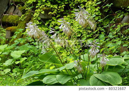 福島縣只見町玉簪花的盡頭 80321687