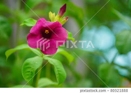 Allamanda blanchetii , Purple Allamanda. Blooming in the garden. 80321888