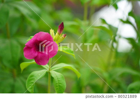 Allamanda blanchetii , Purple Allamanda. Blooming in the garden. 80321889
