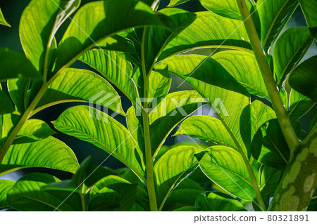 Green leaves of amorphophallus konjac. Green leaves of amorphophallus konjac. 80321891