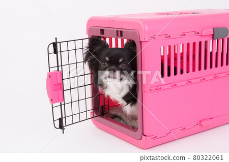 Black long coat Chihuahua in a pink gauge 80322061