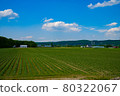 Field of early summer 80322067