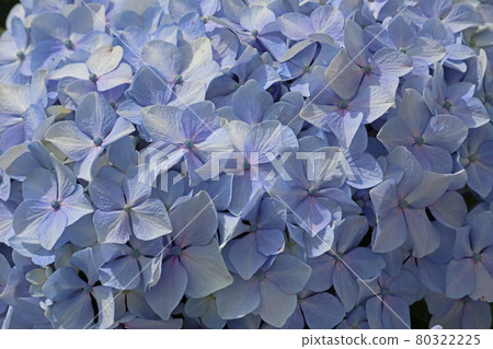 hydrangea   80322225