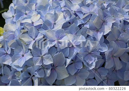 hydrangea hydrangea 80322226