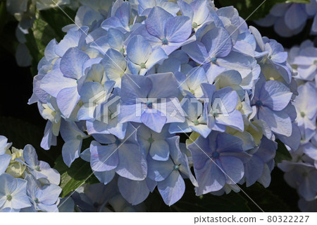 hydrangea hydrangea 80322227