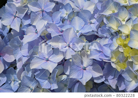 hydrangea hydrangea 80322228