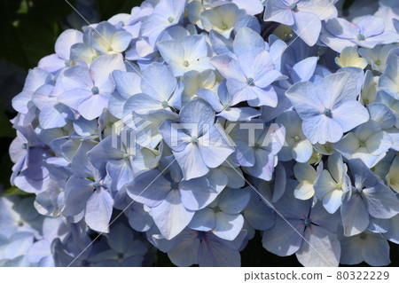 hydrangea hydrangea 80322229
