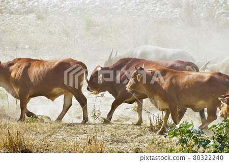 Sunshine shining in the eyes, a group of cattle running across the grassy plains, lifting up the dust. Sunshine shining in the eyes, a group of cattle running across the grassy plains, lifting up the dust. 80322240