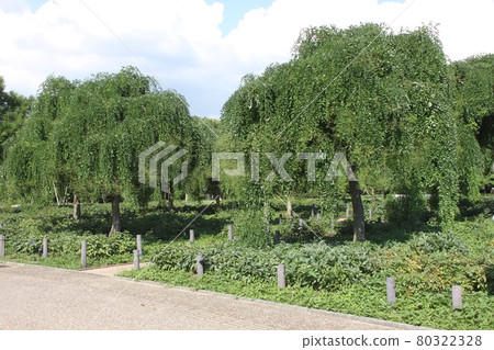 Shodare Enji 80322328