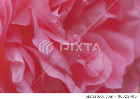 Rose "Guy de Maupassant" Rose "Guy de Maupassant" 80322400