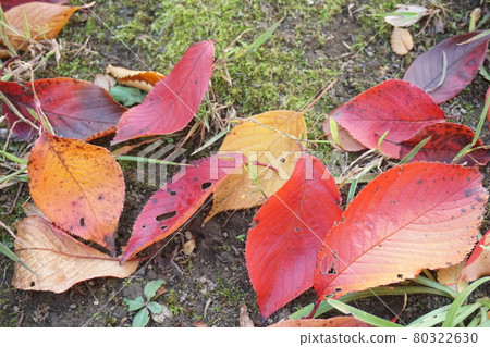 落葉 80322630