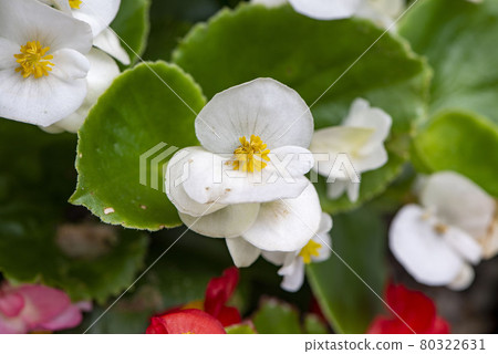 Bekonia Bekonia 80322631