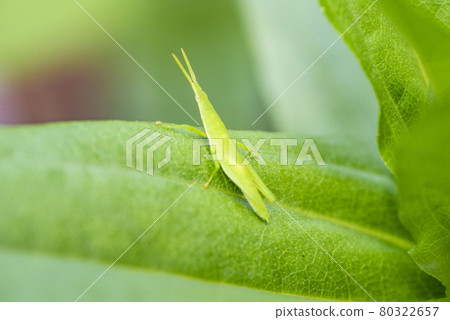Locust Locust 80322657