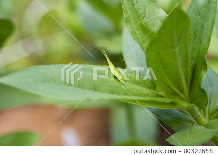 Locust Locust 80322658