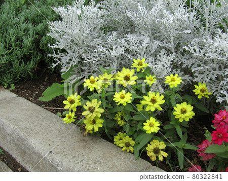 Yellow zinnia flowers and silver ragwort 80322841