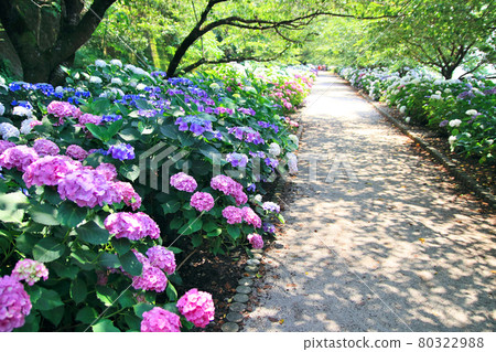 No City 繡球花節的風景 80322988