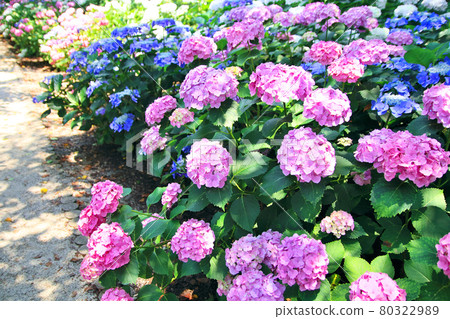 Scenery of the hydrangea festival in No City Scenery of the hydrangea festival in No City 80322989
