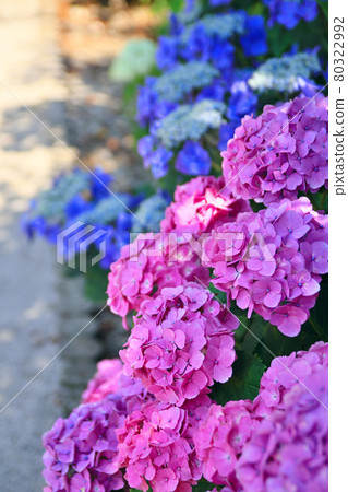 Scenery of the hydrangea festival in No City 80322992