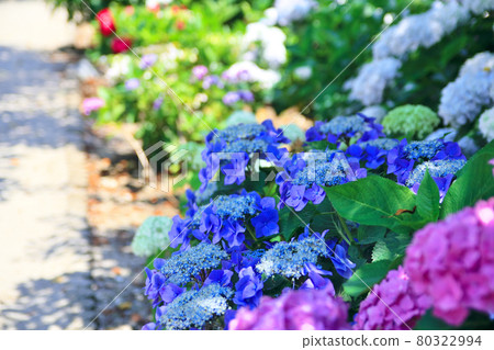 Scenery of the hydrangea festival in No City Scenery of the hydrangea festival in No City 80322994