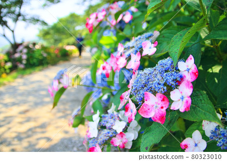 Scenery of the hydrangea festival in No City Scenery of the hydrangea festival in No City 80323010