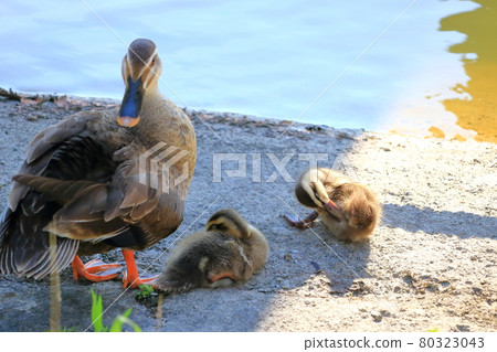 鴨子的父母和孩子，毛在樹蔭下，夏天 80323043