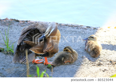 鴨子的父母和孩子，毛在樹蔭下，夏天 80323044