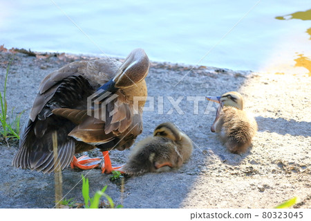 鴨子的父母和孩子，毛在樹蔭下，夏天 80323045