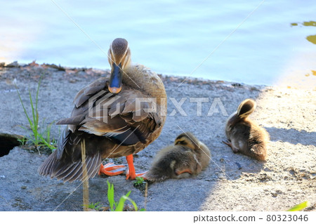 鴨子的父母和孩子,毛在樹蔭下,夏天 鴨子的父母和孩子,毛在樹蔭下,夏天 80323046