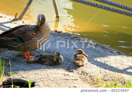 鴨子的父母和孩子,毛在樹蔭下,夏天 鴨子的父母和孩子,毛在樹蔭下,夏天 80323047