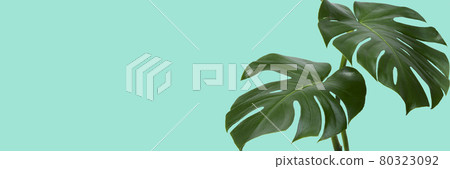 Monstera leaves. Tropical summer image 80323092