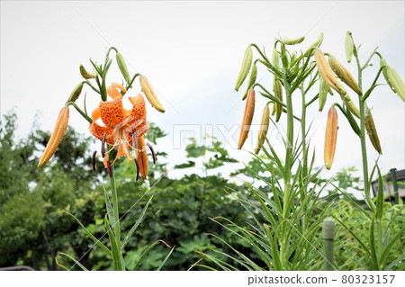 也可以欣賞的食用百合根花 也可以欣賞的食用百合根花 80323157