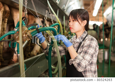 Milkmaid in apron in barn with automatical cow milking machines 80324263