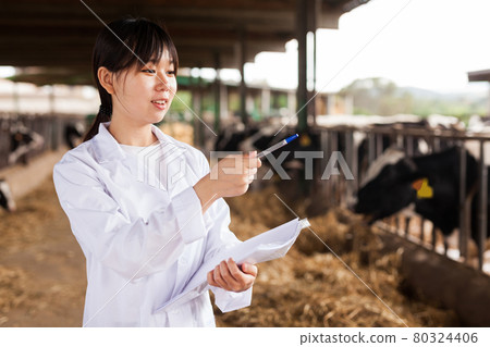 Female employee in white gown working with cows at cowhouse Female employee in white gown working with cows at cowhouse 80324406