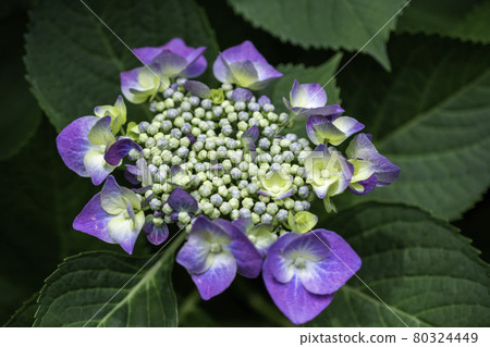 繡球花 岡山縣倉敷市繡球花安陽寺 繡球花 岡山縣倉敷市繡球花安陽寺 80324449