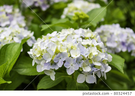 Hydrangea Hydrangea Anyoji, Kurashiki City, Okayama Prefecture Hydrangea Hydrangea Anyoji, Kurashiki City, Okayama Prefecture 80324457