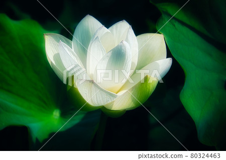 白蓮花特寫在黑色背景下脫穎而出的風景 80324463