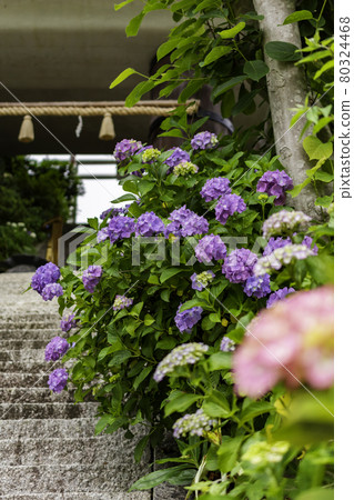 Hydrangea Hydrangea Anyoji, Kurashiki City, Okayama Prefecture 80324468