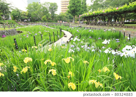 Shobunuma Park, Adachi-ku, Tokyo 80324883