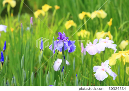 Shobunuma Park, Adachi-ku, Tokyo 80324884
