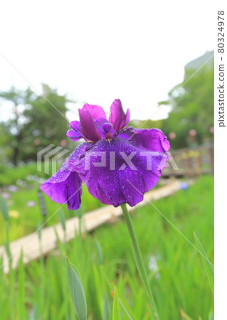 Shobunuma Park after the rain, Adachi-ku, Tokyo 80324978