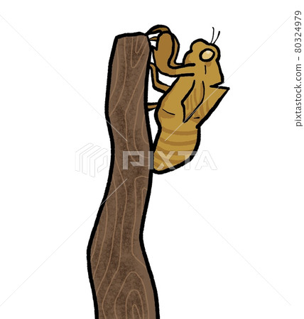Illustration of a cicada 80324979