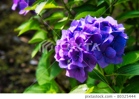 Blue-purple hydrangea flowers that are in full bloom now Blue-purple hydrangea flowers that are in full bloom now 80325444