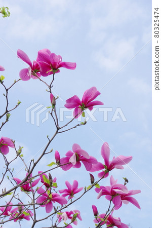 Magnolia blooming Magnolia blooming 80325474
