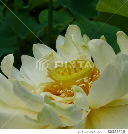 White lotus 80325516
