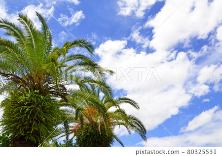Summer sky with palm trees Summer sky with palm trees 80325531
