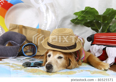 金毛獵犬旅行歸來累了 金毛獵犬旅行歸來累了 80325571