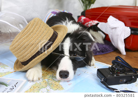 邊境牧羊犬計劃和準備夏季旅行 80325581
