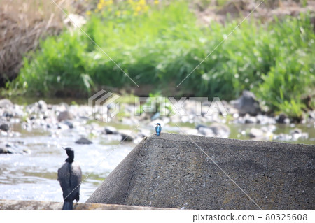 Kingfisher on the river weir 80325608
