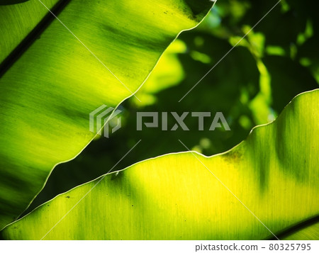 crop closeup on large green leaves of tropical plants, large bird's nest fern leaves, under natural sunlight outdoor selective focus with blur background  80325795